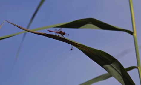 Libellula